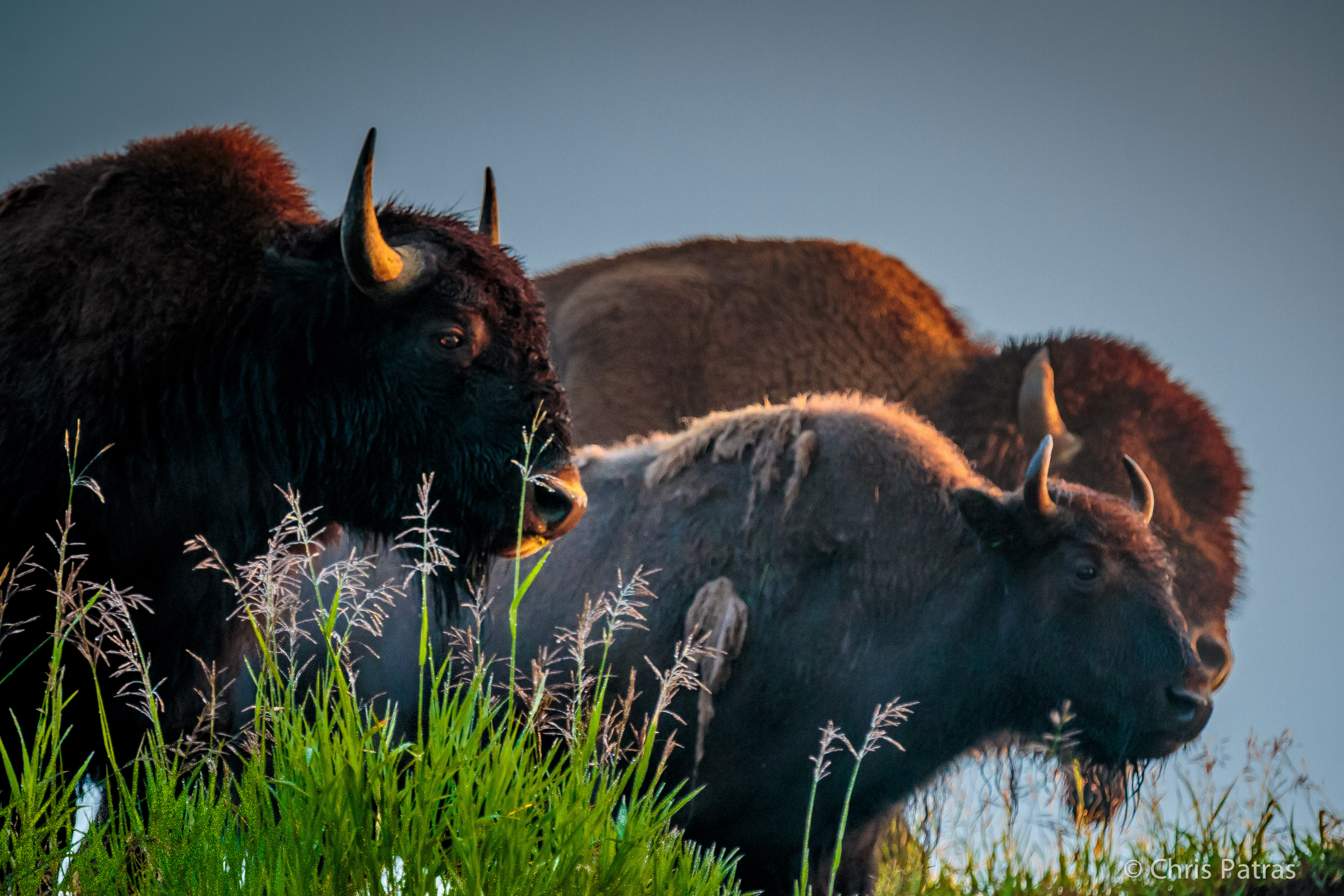 Sharp bison hooves help prairie grasses send roots 8 feet deep in the soil to the reach water in the Oglala aquifer.